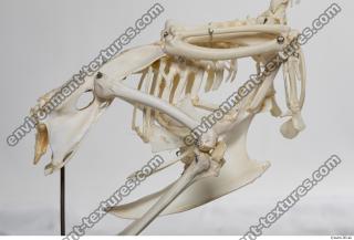 hen skeleton 0048